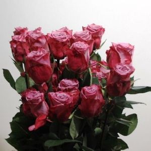 ROSE MOODY BLUES 50